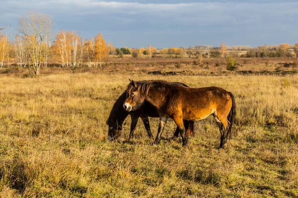 Caballos Salvajes Europeos Equus Ferus Ferus Reserva Natural Milovice República — Foto de Stock