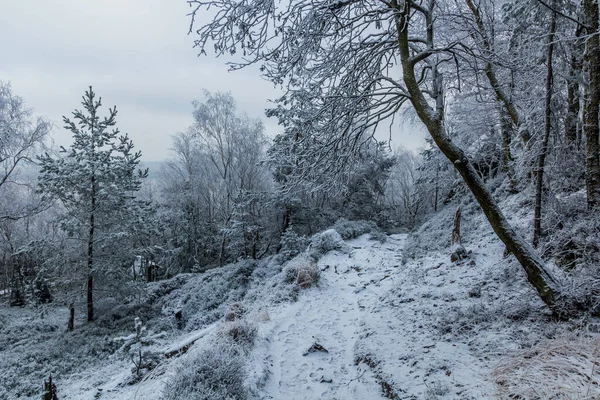 Vista Inverno Caminho Por Uma Floresta Montanha Decinsky Sneznik República — Fotografia de Stock
