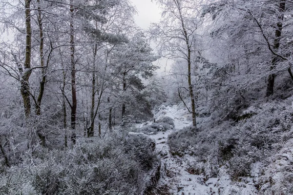 Zimní Pohled Cestu Lesem Děčinském Sněžníku České Republice — Stock fotografie