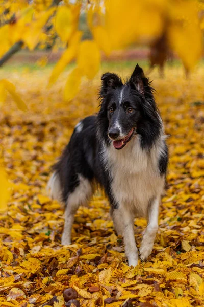 Collie Razza Cane Una Panchina Autunno Foglie Colorate — Foto Stock