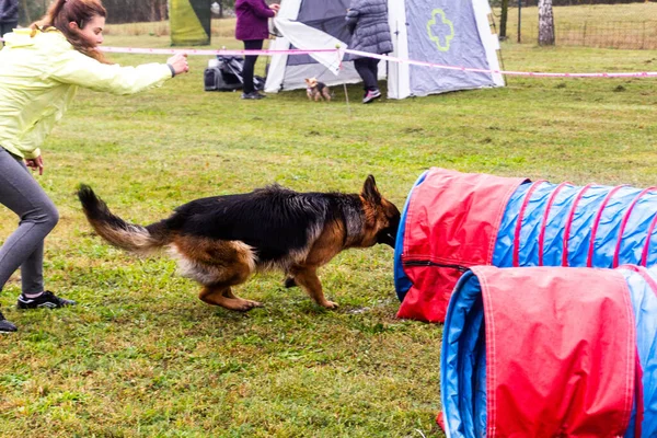 LYSA NAD LABEM, CZECH REUBLIC - 28 Eylül 2020: Çek Cumhuriyeti Lysa nad Labem 'de çeviklik yarışmasında köpek ve idareci