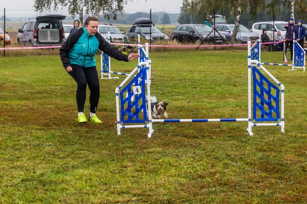 Lysa Labem Czech Republic 2020年9月28日 チェコのLysa Nad Labemでの敏捷性競争中の犬とハンドラー — ストック写真