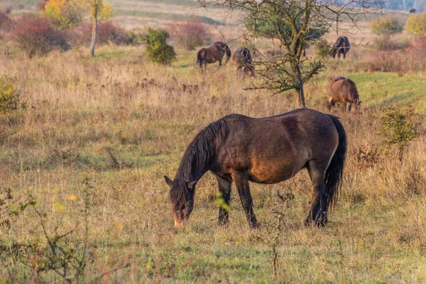 Caballos Salvajes Europeos Equus Ferus Ferus Reserva Natural Milovice República — Foto de Stock