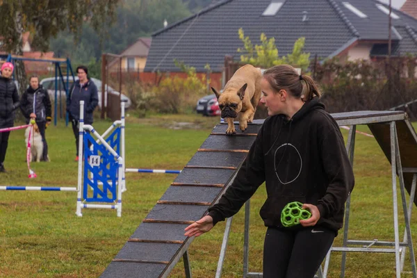 Lysa Nad Labem Czech September 2020 Dog Handler Running Obstacle — 图库照片