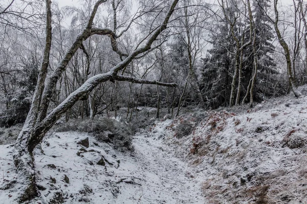 Winter Blick Auf Einen Pfad Durch Einen Wald Decinsky Sneznik — Stockfoto