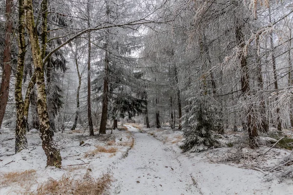 Vista Inverno Caminho Através Uma Floresta República Checa — Fotografia de Stock