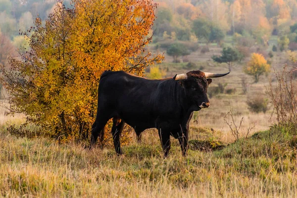 Auroch Bos Primigenius Milovice Természetvédelmi Területen Cseh Köztársaság — Stock Fotó