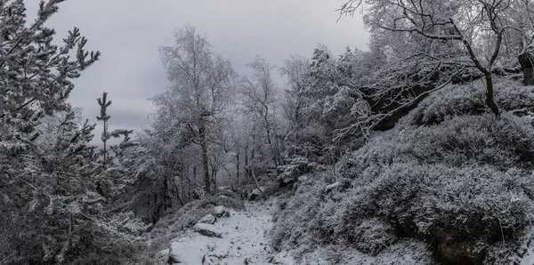 Vista Inverno Uma Floresta Montanha Decinsky Sneznik República Checa — Fotografia de Stock