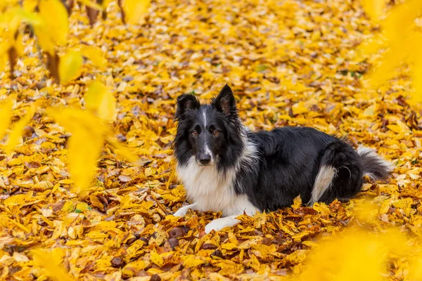 Collie Hoduje Psa Ławce Jesienią Kolorowe Liście — Zdjęcie stockowe