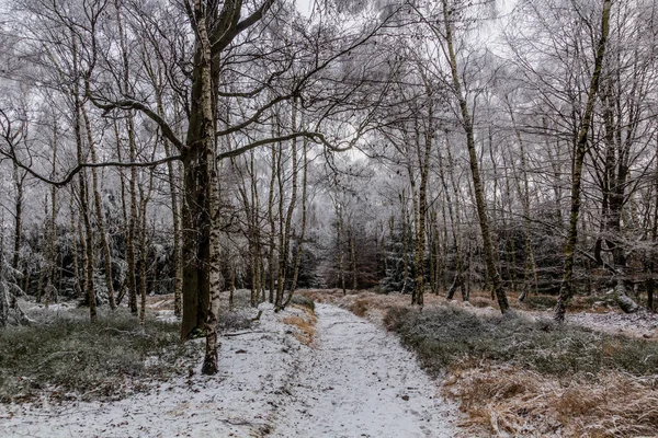 Vista Inverno Caminho Através Uma Floresta Bétulas República Checa — Fotografia de Stock