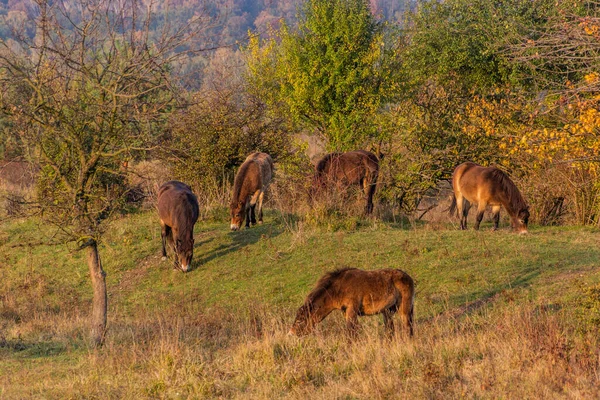 Cavalos Selvagens Europeus Equus Ferus Ferus Reserva Natural Milovice República — Fotografia de Stock