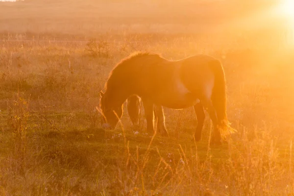 Caballos Salvajes Equus Ferus Una Reserva Cerca Milovice Chequia — Foto de Stock