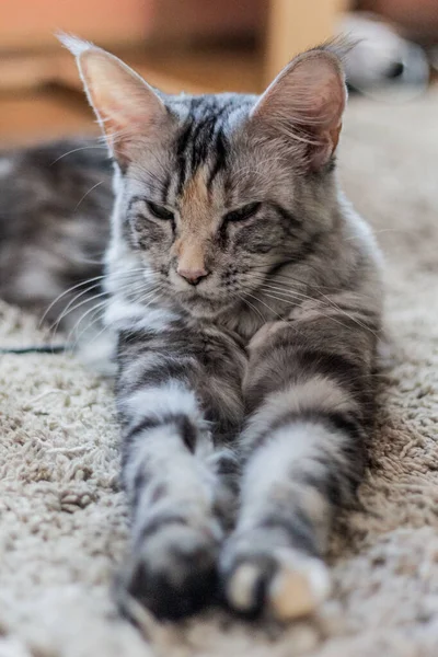 Vista Del Giovane Gatto Del Maine Coon — Foto Stock