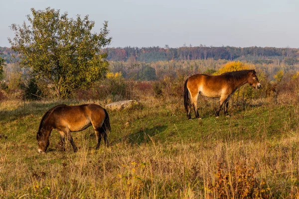 Caballos Salvajes Equus Ferus Una Reserva Cerca Milovice Chequia — Foto de Stock