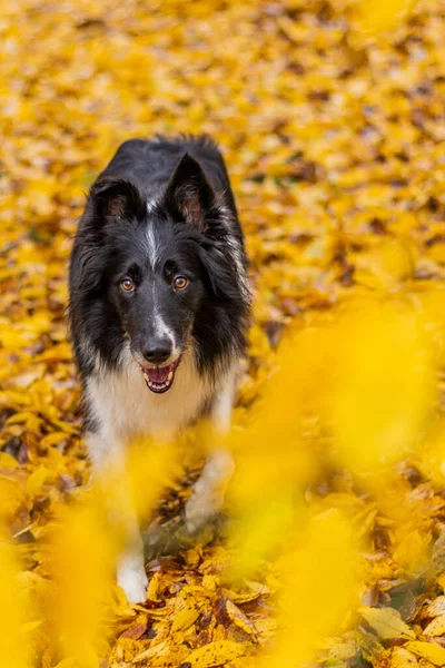 가을에는 색깔의 벤치에서 기른다 — 스톡 사진