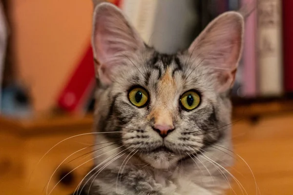 Взгляд Молодой Кошки Майн Кун — стоковое фото