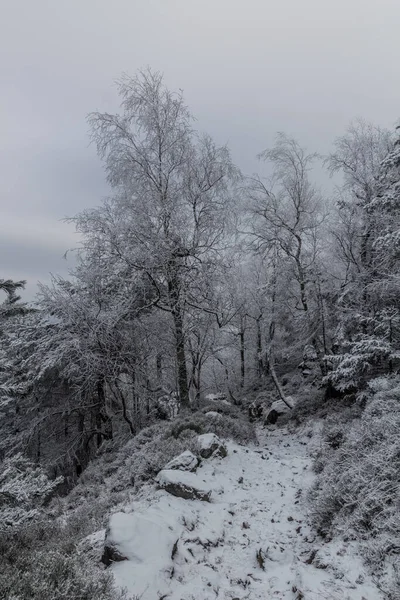 Zimowy Widok Ścieżkę Przez Las Górze Decinsky Sneznik Czechach — Zdjęcie stockowe