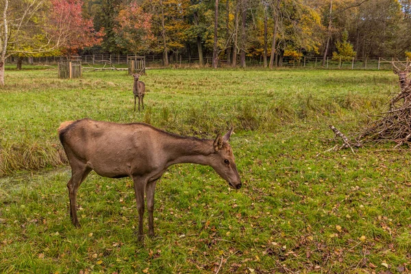 Cerfs Dans Une Enceinte Jeu Castolovice République Tchèque — Photo