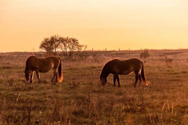 Exmoor Cavalos Pônei Reserva Natural Milovice República Checa — Fotografia de Stock