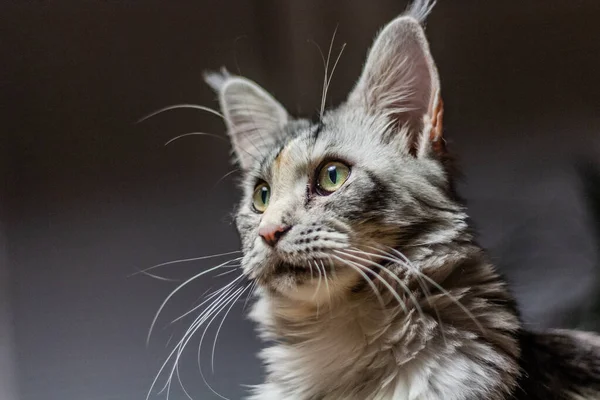 Portrait Young Maine Coon Cat — Stock Photo, Image