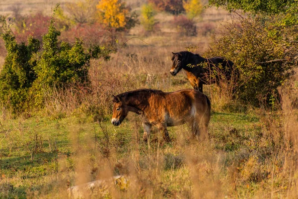 Europäische Wildpferde Equus Ferus Ferus Naturschutzgebiet Milovice Tschechische Republik — Stockfoto
