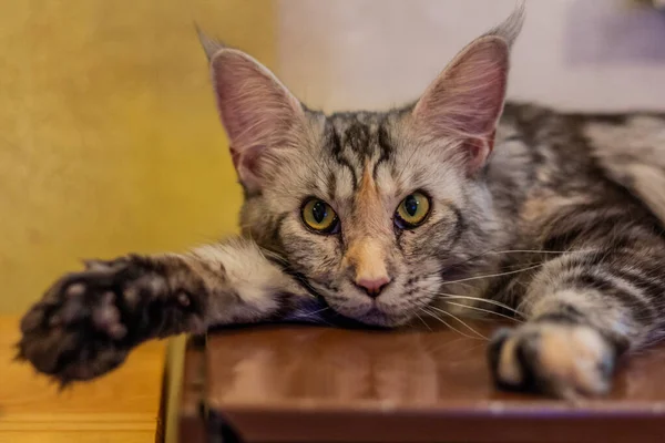 Retrato Jovem Maine Coon Gato — Fotografia de Stock