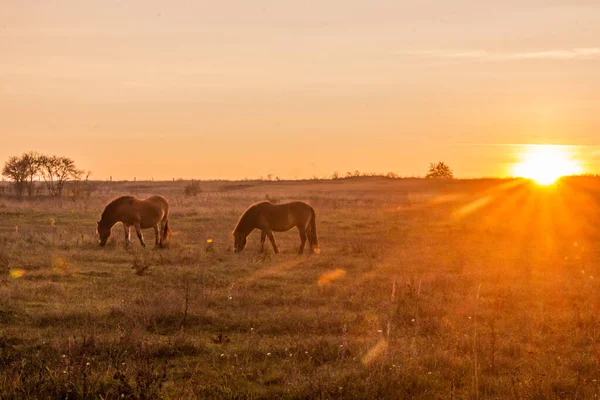 Vista Del Atardecer Los Caballos Pony Exmoor Reserva Natural Milovice — Foto de Stock