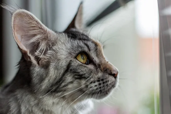 View Young Maine Coon Cat — Stock Photo, Image