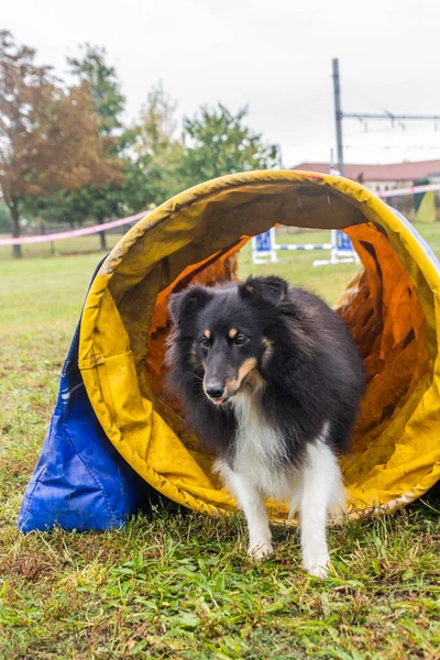 Σκύλος Κατά Τον Διαγωνισμό Ευκινησίας — Φωτογραφία Αρχείου