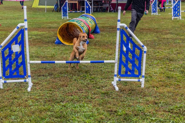 Hund Hoppa Över Ett Hinder Agility Tävling — Stockfoto