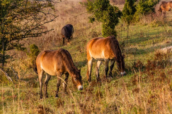 Cavalos Selvagens Equus Ferus Numa Reserva Perto Milovice Checoslováquia — Fotografia de Stock