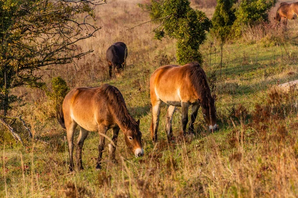 Caballos Salvajes Equus Ferus Una Reserva Cerca Milovice Chequia — Foto de Stock