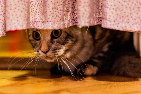 Vista Del Joven Maine Coon Gato Bajo Una Cortina — Foto de Stock