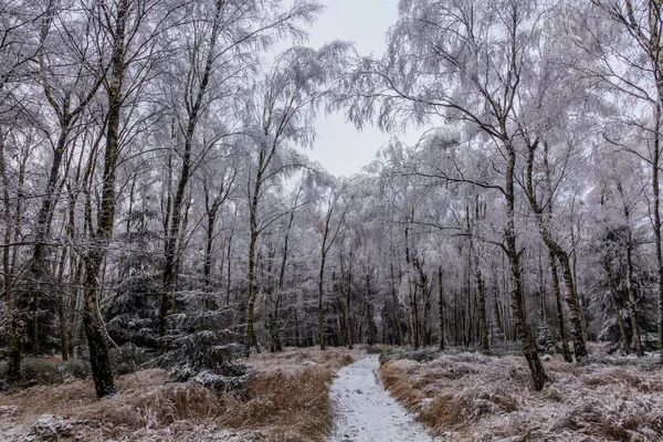 Winter View Birch Forest Czech Republic — Stock Photo, Image