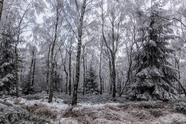 Vue Hiver Une Forêt Bouleaux République Tchèque — Photo