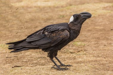 Simien Dağları, Etiyopya 'daki Kalın gagalı Kuzgun (Corvus crassirostris)