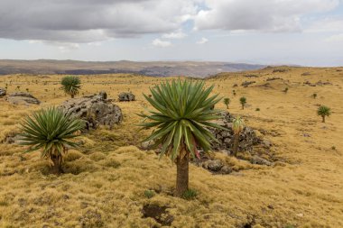 Simien dağlarında, Etiyopya 'da dev lobelia (Lobelia rhynchopetalum) ile manzara