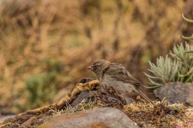Simien Dağları, Etiyopya 'da kahverengi kıçlı deniz yiyici (Crithagra tristriata)