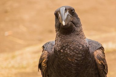 Simien Dağları, Etiyopya 'daki Kalın gagalı Kuzgun (Corvus crassirostris)