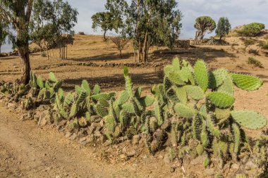 Axum, Etiyopya yakınlarındaki kaktüsten yapılmış.