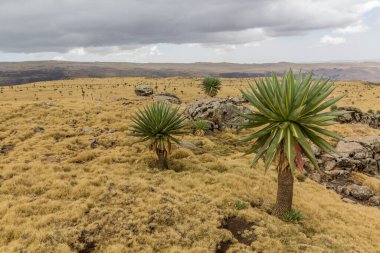 Simien dağlarında, Etiyopya 'da dev lobelia (Lobelia rhynchopetalum) ile manzara