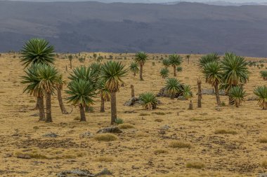 Simien dağlarında, Etiyopya 'da dev lobelerin (Lobelia rhynchopetalum) manzarası