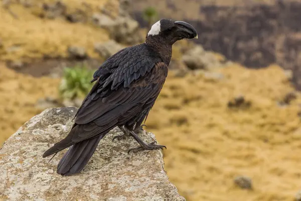 Corvo Bico Grosso Corvus Crassirostris Nas Montanhas Simien Etiópia — Fotografia de Stock