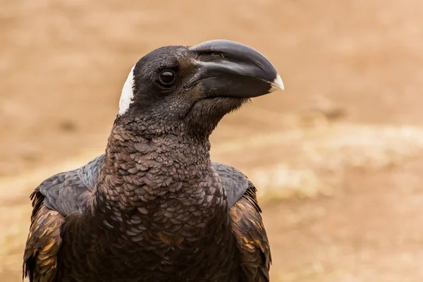 Corvo Dal Becco Grosso Corvus Crassirostris Nelle Montagne Simien Etiopia — Foto Stock