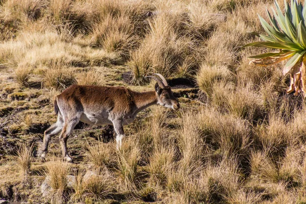 Walia Ibex Capra Walie Nas Montanhas Simien Etiópia — Fotografia de Stock