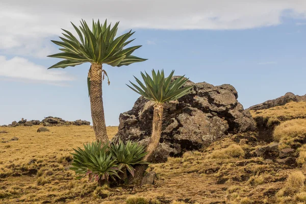 Lobelia Gigante Lobelia Rhynchopetalum Nelle Montagne Simien Etiopia — Foto Stock