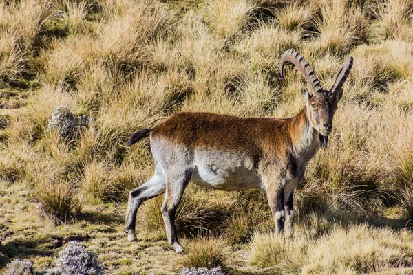 Walia Ibex Capra Walie Górach Simien Etiopia — Zdjęcie stockowe