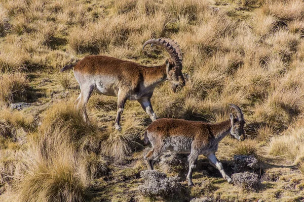 Walia Ibexes Capra Walie Nas Montanhas Simien Etiópia — Fotografia de Stock