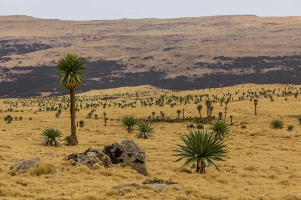 Paisagem Com Lobelias Gigantes Lobelia Rhynchopetalum Nas Montanhas Simien Etiópia — Fotografia de Stock