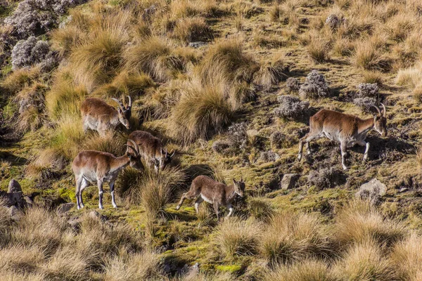 Walia Ibexes Capra Walie Nas Montanhas Simien Etiópia — Fotografia de Stock